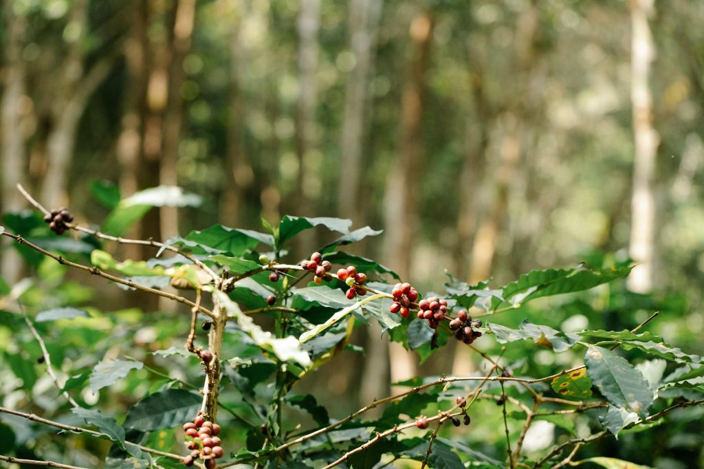 abcoffee Brews ₹61 Cr Pre-Series B, Accelerating its Mission to Democratize Coffee Across India