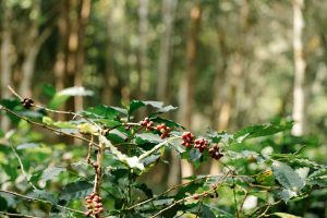 abcoffee Brews ₹61 Cr Pre-Series B, Accelerating its Mission to Democratize Coffee Across India