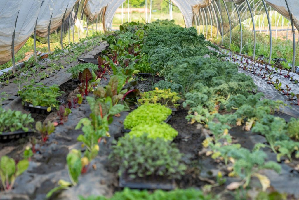 Akshayakalpa: Cultivating a Future for Farming, One Organic Dairy at a Time