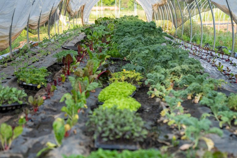 Akshayakalpa: Cultivating a Future for Farming, One Organic Dairy at a Time