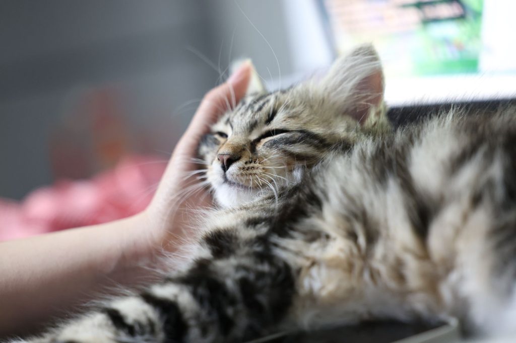 Vetic Secures $40 Million Growth Funding to Revolutionize India’s Pet Healthcare Landscape