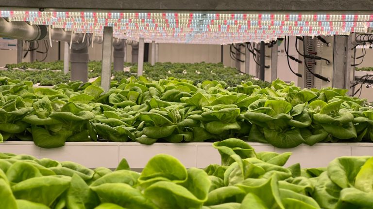 Origin Fresh Cultivates Growth With $10 Million Series A Bid To Revolutionize India’s Produce Distribution