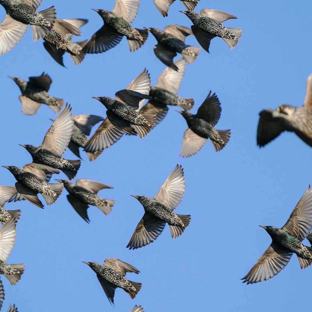 Texas Halts Flock Camera Funding Amid Growing Surveillance Backlash